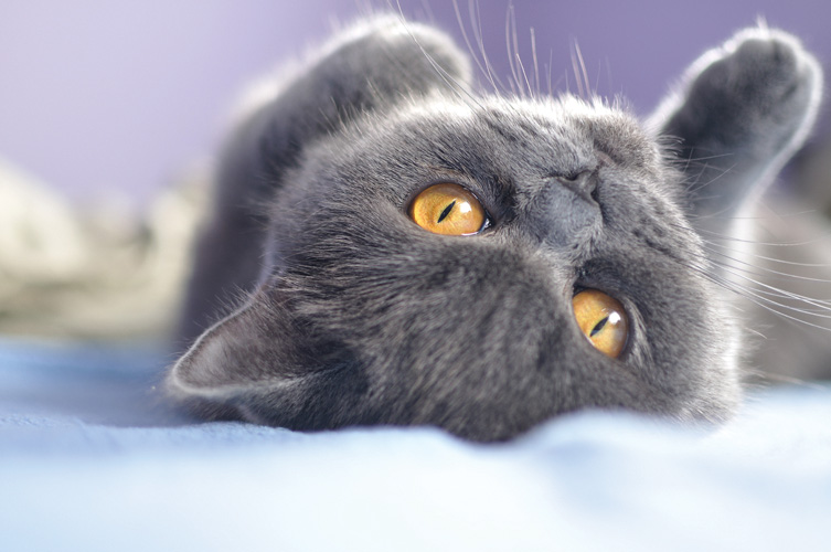 Παραβάν με ψηφιακή εκτύπωση σε βαμβακερό καμβά υψηλής ποιότητας, ειδικό για ψηφιακή εκτύπωση. Ιδανικό για διακόσμηση και σαν διαχωριστικό εσωτερικών χώρων.