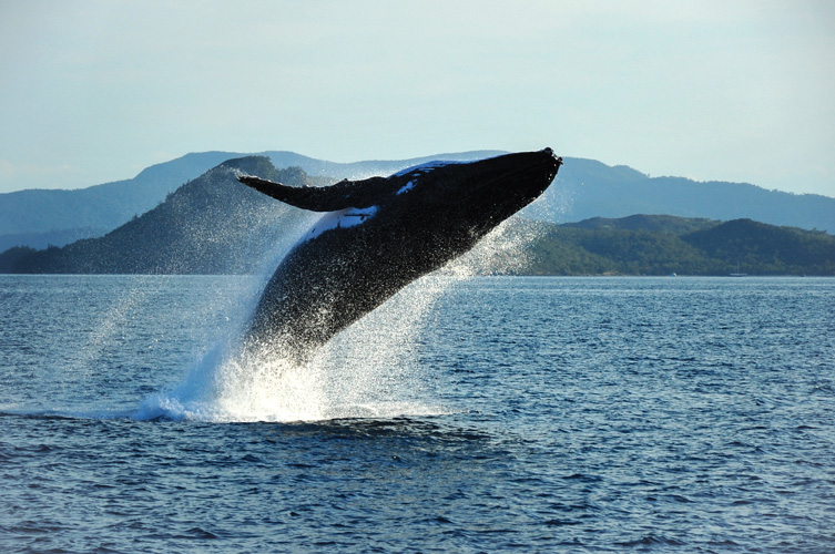 Παραβάν με ψηφιακή εκτύπωση σε βαμβακερό καμβά υψηλής ποιότητας, ειδικό για ψηφιακή εκτύπωση. Ιδανικό για διακόσμηση και σαν διαχωριστικό εσωτερικών χώρων.