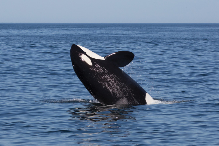 Παραβάν με ψηφιακή εκτύπωση σε βαμβακερό καμβά υψηλής ποιότητας, ειδικό για ψηφιακή εκτύπωση. Ιδανικό για διακόσμηση και σαν διαχωριστικό εσωτερικών χώρων.