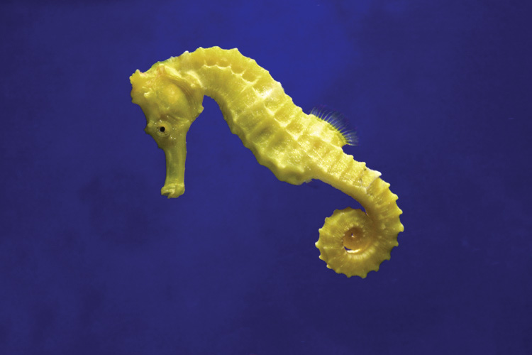 Παραβάν με ψηφιακή εκτύπωση σε βαμβακερό καμβά υψηλής ποιότητας, ειδικό για ψηφιακή εκτύπωση. Ιδανικό για διακόσμηση και σαν διαχωριστικό εσωτερικών χώρων.