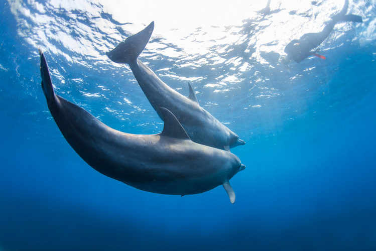 Παραβάν με ψηφιακή εκτύπωση σε βαμβακερό καμβά υψηλής ποιότητας, ειδικό για ψηφιακή εκτύπωση. Ιδανικό για διακόσμηση και σαν διαχωριστικό εσωτερικών χώρων.