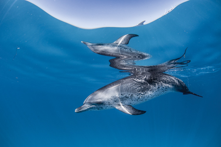 Παραβάν με ψηφιακή εκτύπωση σε βαμβακερό καμβά υψηλής ποιότητας, ειδικό για ψηφιακή εκτύπωση. Ιδανικό για διακόσμηση και σαν διαχωριστικό εσωτερικών χώρων.