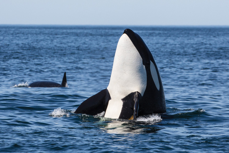 Παραβάν με ψηφιακή εκτύπωση σε βαμβακερό καμβά υψηλής ποιότητας, ειδικό για ψηφιακή εκτύπωση. Ιδανικό για διακόσμηση και σαν διαχωριστικό εσωτερικών χώρων.