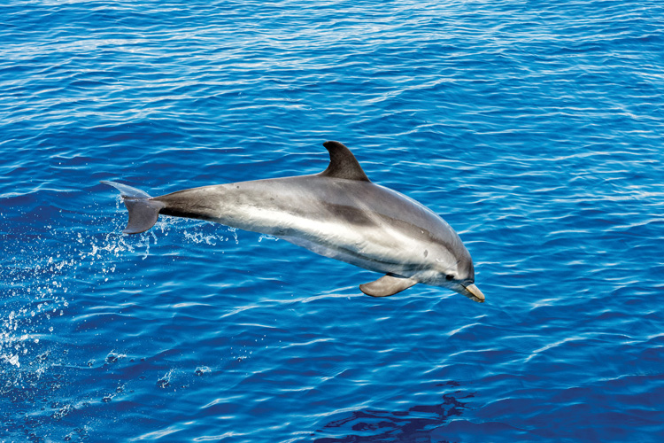 Παραβάν με ψηφιακή εκτύπωση σε βαμβακερό καμβά υψηλής ποιότητας, ειδικό για ψηφιακή εκτύπωση. Ιδανικό για διακόσμηση και σαν διαχωριστικό εσωτερικών χώρων.