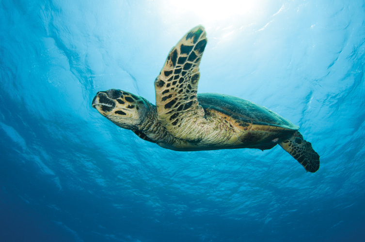 Παραβάν με ψηφιακή εκτύπωση σε βαμβακερό καμβά υψηλής ποιότητας, ειδικό για ψηφιακή εκτύπωση. Ιδανικό για διακόσμηση και σαν διαχωριστικό εσωτερικών χώρων.