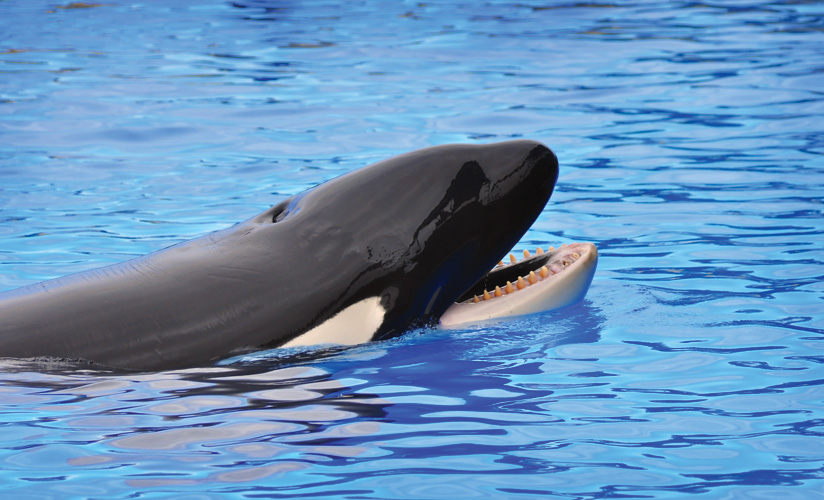 Παραβάν με ψηφιακή εκτύπωση σε βαμβακερό καμβά υψηλής ποιότητας, ειδικό για ψηφιακή εκτύπωση. Ιδανικό για διακόσμηση και σαν διαχωριστικό εσωτερικών χώρων.