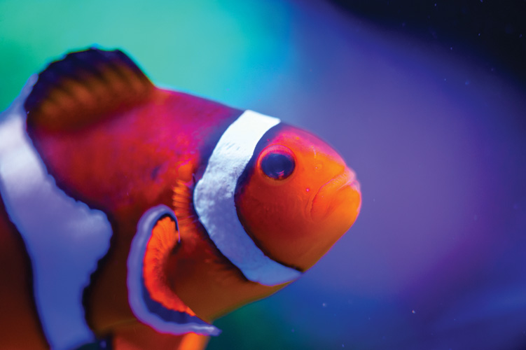 Παραβάν με ψηφιακή εκτύπωση σε βαμβακερό καμβά υψηλής ποιότητας, ειδικό για ψηφιακή εκτύπωση. Ιδανικό για διακόσμηση και σαν διαχωριστικό εσωτερικών χώρων.