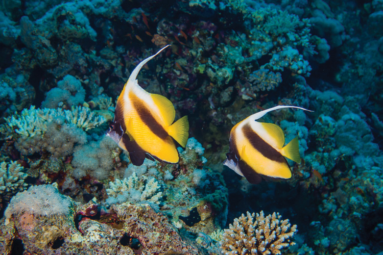 Παραβάν με ψηφιακή εκτύπωση σε βαμβακερό καμβά υψηλής ποιότητας, ειδικό για ψηφιακή εκτύπωση. Ιδανικό για διακόσμηση και σαν διαχωριστικό εσωτερικών χώρων.