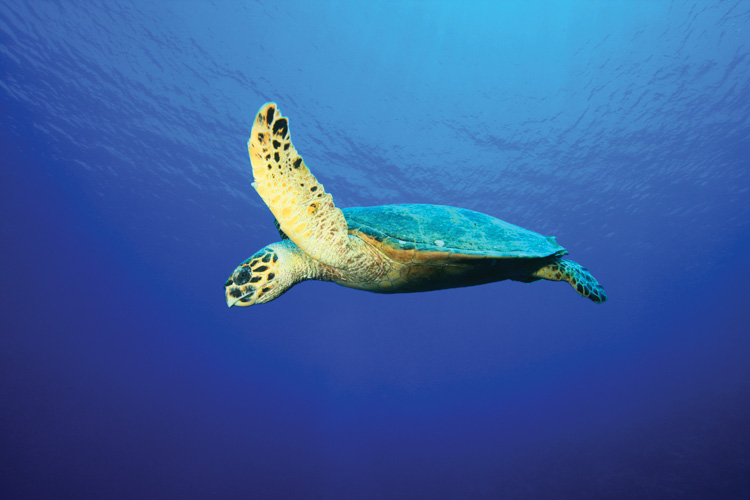 Παραβάν με ψηφιακή εκτύπωση σε βαμβακερό καμβά υψηλής ποιότητας, ειδικό για ψηφιακή εκτύπωση. Ιδανικό για διακόσμηση και σαν διαχωριστικό εσωτερικών χώρων.