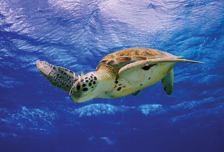 Παραβάν με ψηφιακή εκτύπωση σε βαμβακερό καμβά υψηλής ποιότητας, ειδικό για ψηφιακή εκτύπωση. Ιδανικό για διακόσμηση και σαν διαχωριστικό εσωτερικών χώρων.