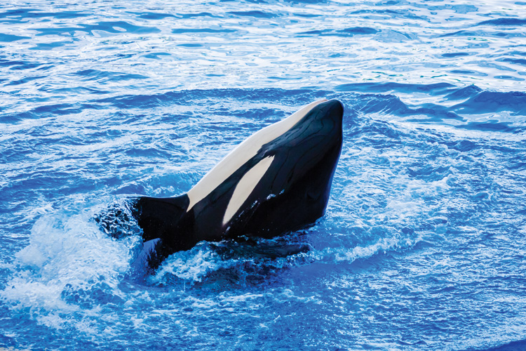 Παραβάν με ψηφιακή εκτύπωση σε βαμβακερό καμβά υψηλής ποιότητας, ειδικό για ψηφιακή εκτύπωση. Ιδανικό για διακόσμηση και σαν διαχωριστικό εσωτερικών χώρων.