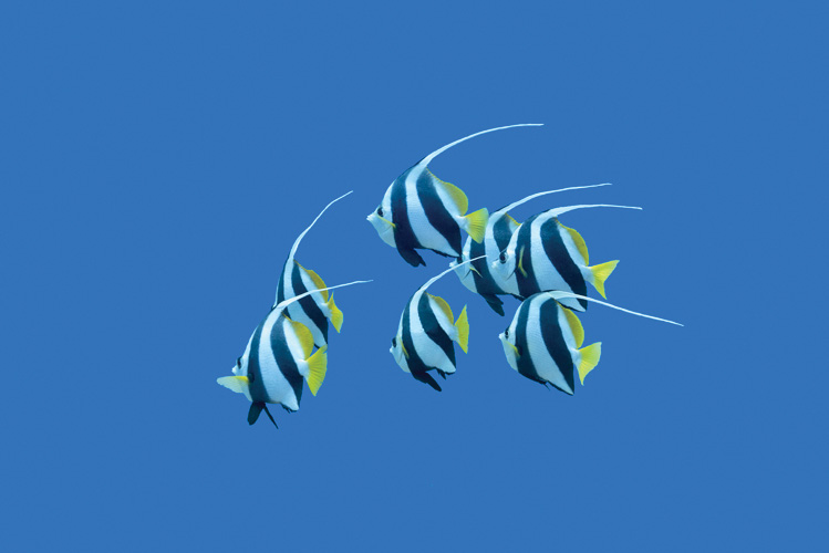 Παραβάν με ψηφιακή εκτύπωση σε βαμβακερό καμβά υψηλής ποιότητας, ειδικό για ψηφιακή εκτύπωση. Ιδανικό για διακόσμηση και σαν διαχωριστικό εσωτερικών χώρων.