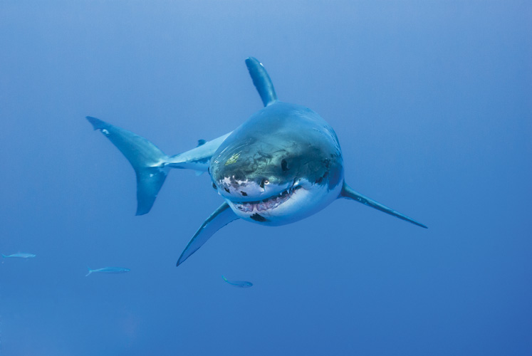 Παραβάν με ψηφιακή εκτύπωση σε βαμβακερό καμβά υψηλής ποιότητας, ειδικό για ψηφιακή εκτύπωση. Ιδανικό για διακόσμηση και σαν διαχωριστικό εσωτερικών χώρων.