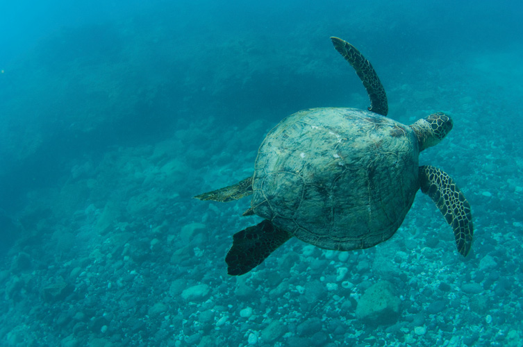 Παραβάν με ψηφιακή εκτύπωση σε βαμβακερό καμβά υψηλής ποιότητας, ειδικό για ψηφιακή εκτύπωση. Ιδανικό για διακόσμηση και σαν διαχωριστικό εσωτερικών χώρων.