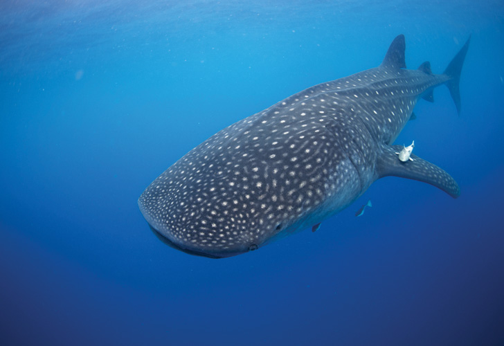 Παραβάν με ψηφιακή εκτύπωση σε βαμβακερό καμβά υψηλής ποιότητας, ειδικό για ψηφιακή εκτύπωση. Ιδανικό για διακόσμηση και σαν διαχωριστικό εσωτερικών χώρων.