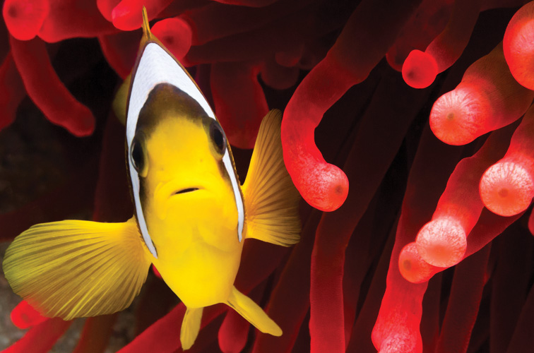 Παραβάν με ψηφιακή εκτύπωση σε βαμβακερό καμβά υψηλής ποιότητας, ειδικό για ψηφιακή εκτύπωση. Ιδανικό για διακόσμηση και σαν διαχωριστικό εσωτερικών χώρων.