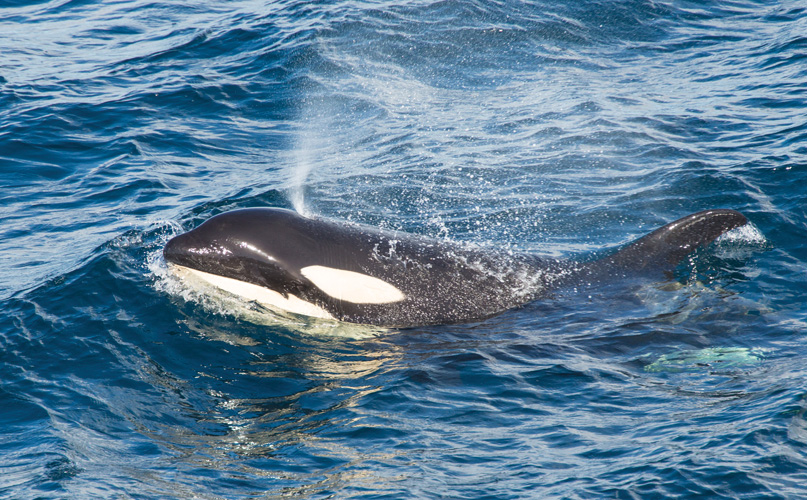 Παραβάν με ψηφιακή εκτύπωση σε βαμβακερό καμβά υψηλής ποιότητας, ειδικό για ψηφιακή εκτύπωση. Ιδανικό για διακόσμηση και σαν διαχωριστικό εσωτερικών χώρων.
