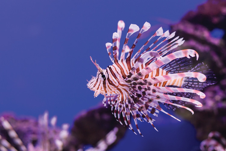 Παραβάν με ψηφιακή εκτύπωση σε βαμβακερό καμβά υψηλής ποιότητας, ειδικό για ψηφιακή εκτύπωση. Ιδανικό για διακόσμηση και σαν διαχωριστικό εσωτερικών χώρων.