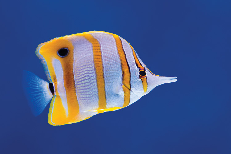 Παραβάν με ψηφιακή εκτύπωση σε βαμβακερό καμβά υψηλής ποιότητας, ειδικό για ψηφιακή εκτύπωση. Ιδανικό για διακόσμηση και σαν διαχωριστικό εσωτερικών χώρων.