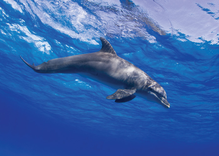 Παραβάν με ψηφιακή εκτύπωση σε βαμβακερό καμβά υψηλής ποιότητας, ειδικό για ψηφιακή εκτύπωση. Ιδανικό για διακόσμηση και σαν διαχωριστικό εσωτερικών χώρων.