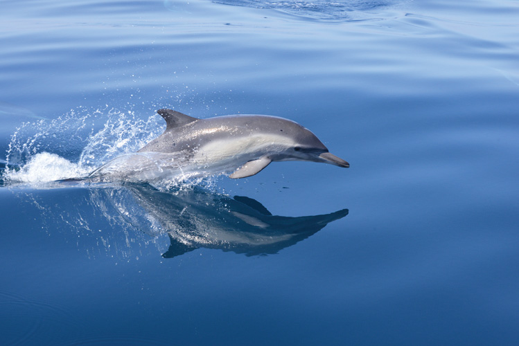 Παραβάν με ψηφιακή εκτύπωση σε βαμβακερό καμβά υψηλής ποιότητας, ειδικό για ψηφιακή εκτύπωση. Ιδανικό για διακόσμηση και σαν διαχωριστικό εσωτερικών χώρων.