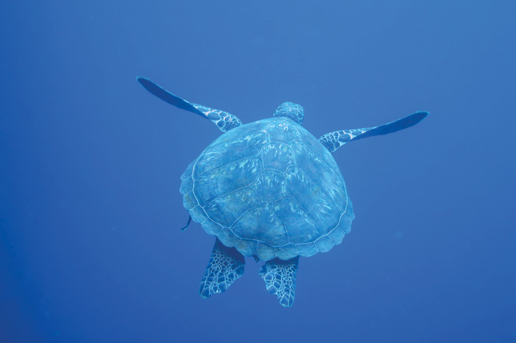 Παραβάν με ψηφιακή εκτύπωση σε βαμβακερό καμβά υψηλής ποιότητας, ειδικό για ψηφιακή εκτύπωση. Ιδανικό για διακόσμηση και σαν διαχωριστικό εσωτερικών χώρων.