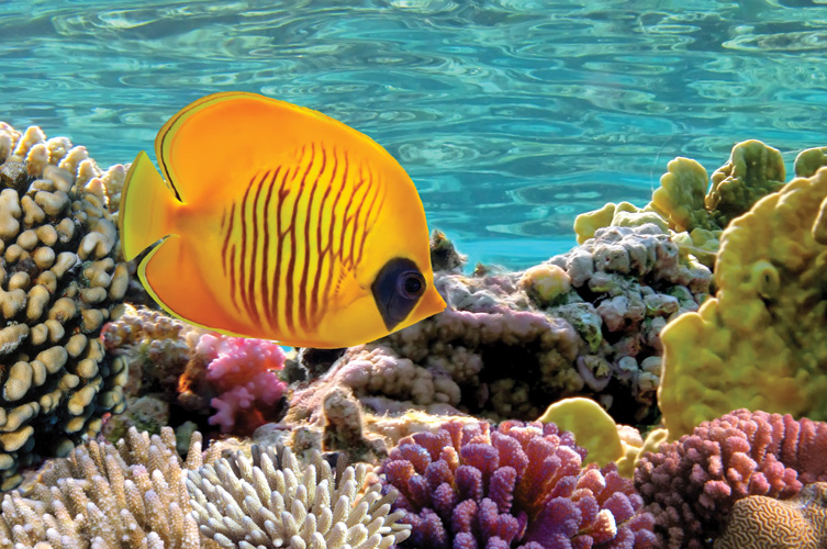 Παραβάν με ψηφιακή εκτύπωση σε βαμβακερό καμβά υψηλής ποιότητας, ειδικό για ψηφιακή εκτύπωση. Ιδανικό για διακόσμηση και σαν διαχωριστικό εσωτερικών χώρων.