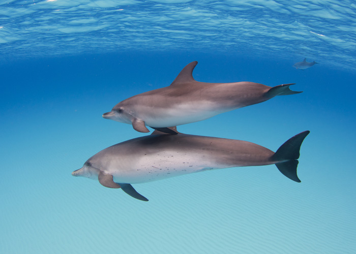 Παραβάν με ψηφιακή εκτύπωση σε βαμβακερό καμβά υψηλής ποιότητας, ειδικό για ψηφιακή εκτύπωση. Ιδανικό για διακόσμηση και σαν διαχωριστικό εσωτερικών χώρων.