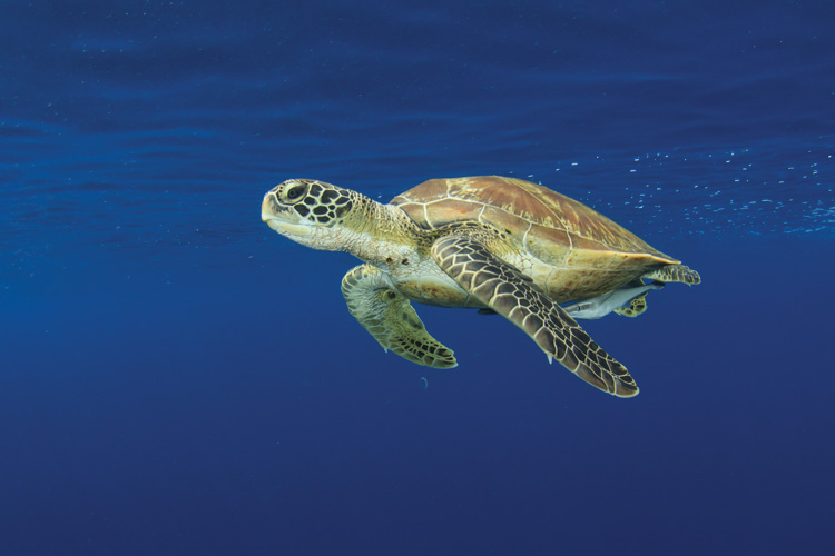 Παραβάν με ψηφιακή εκτύπωση σε βαμβακερό καμβά υψηλής ποιότητας, ειδικό για ψηφιακή εκτύπωση. Ιδανικό για διακόσμηση και σαν διαχωριστικό εσωτερικών χώρων.