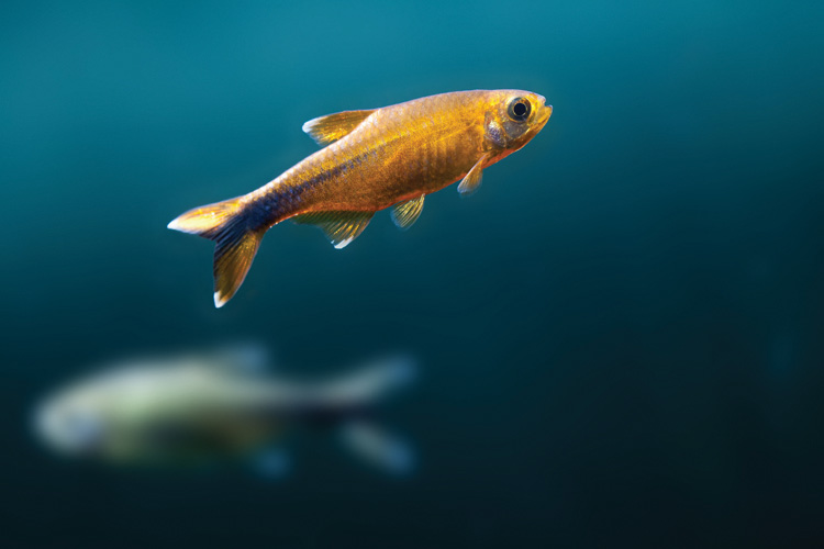 Παραβάν με ψηφιακή εκτύπωση σε βαμβακερό καμβά υψηλής ποιότητας, ειδικό για ψηφιακή εκτύπωση. Ιδανικό για διακόσμηση και σαν διαχωριστικό εσωτερικών χώρων.