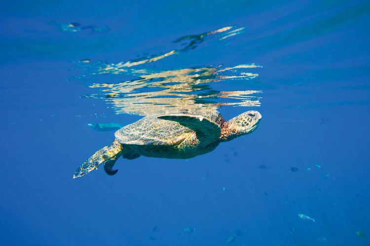Παραβάν με ψηφιακή εκτύπωση σε βαμβακερό καμβά υψηλής ποιότητας, ειδικό για ψηφιακή εκτύπωση. Ιδανικό για διακόσμηση και σαν διαχωριστικό εσωτερικών χώρων.
