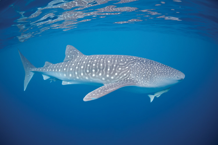 Παραβάν με ψηφιακή εκτύπωση σε βαμβακερό καμβά υψηλής ποιότητας, ειδικό για ψηφιακή εκτύπωση. Ιδανικό για διακόσμηση και σαν διαχωριστικό εσωτερικών χώρων.