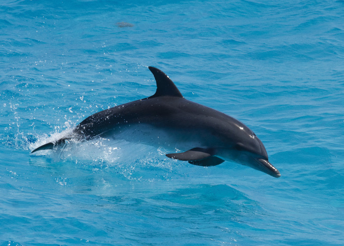 Παραβάν με ψηφιακή εκτύπωση σε βαμβακερό καμβά υψηλής ποιότητας, ειδικό για ψηφιακή εκτύπωση. Ιδανικό για διακόσμηση και σαν διαχωριστικό εσωτερικών χώρων.