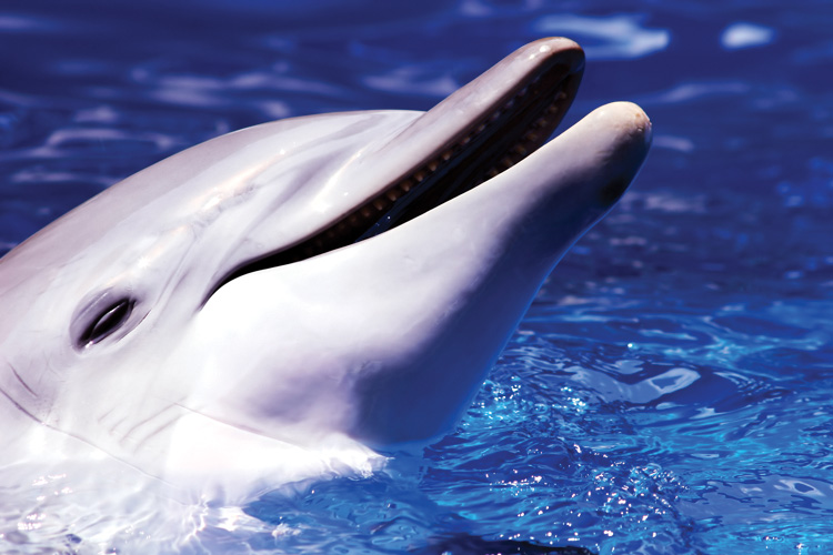 Παραβάν με ψηφιακή εκτύπωση σε βαμβακερό καμβά υψηλής ποιότητας, ειδικό για ψηφιακή εκτύπωση. Ιδανικό για διακόσμηση και σαν διαχωριστικό εσωτερικών χώρων.