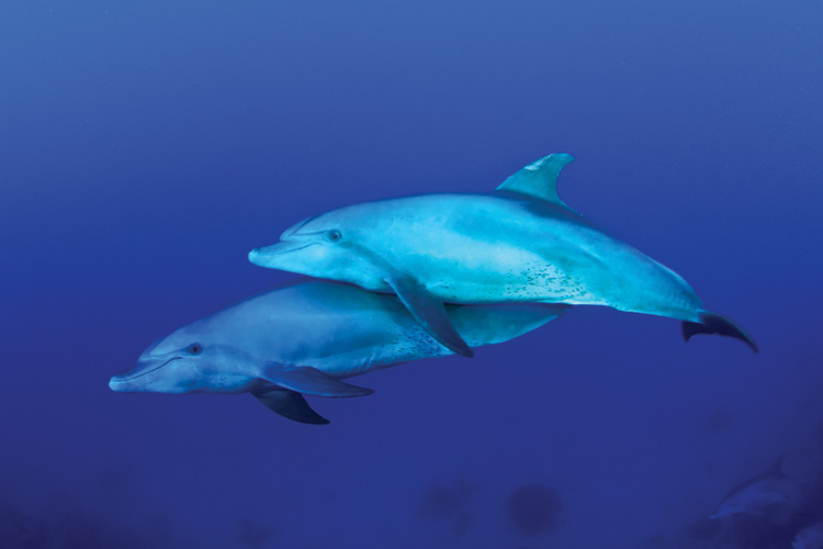 Παραβάν με ψηφιακή εκτύπωση σε βαμβακερό καμβά υψηλής ποιότητας, ειδικό για ψηφιακή εκτύπωση. Ιδανικό για διακόσμηση και σαν διαχωριστικό εσωτερικών χώρων.