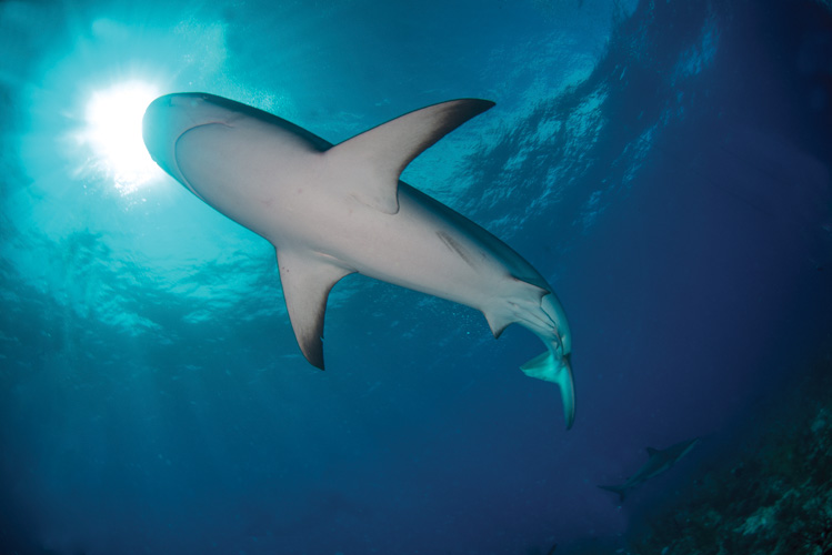 Παραβάν με ψηφιακή εκτύπωση σε βαμβακερό καμβά υψηλής ποιότητας, ειδικό για ψηφιακή εκτύπωση. Ιδανικό για διακόσμηση και σαν διαχωριστικό εσωτερικών χώρων.