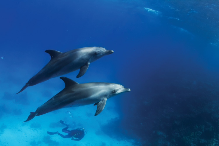 Παραβάν με ψηφιακή εκτύπωση σε βαμβακερό καμβά υψηλής ποιότητας, ειδικό για ψηφιακή εκτύπωση. Ιδανικό για διακόσμηση και σαν διαχωριστικό εσωτερικών χώρων.