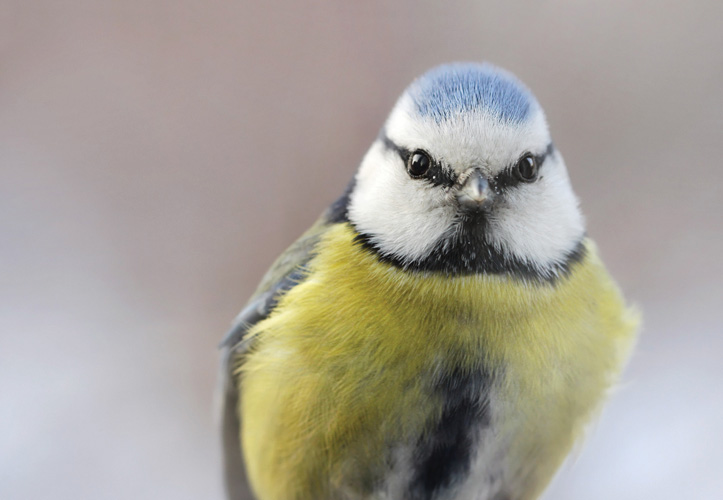 Παραβάν με ψηφιακή εκτύπωση σε βαμβακερό καμβά υψηλής ποιότητας, ειδικό για ψηφιακή εκτύπωση. Ιδανικό για διακόσμηση και σαν διαχωριστικό εσωτερικών χώρων.
