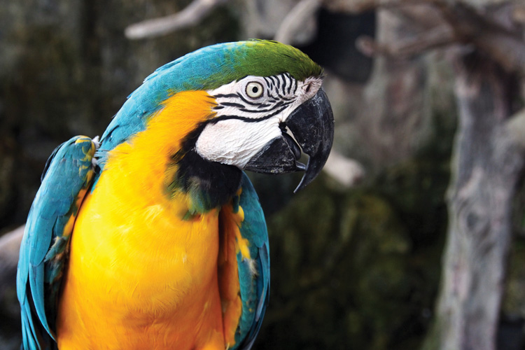 Παραβάν με ψηφιακή εκτύπωση σε βαμβακερό καμβά υψηλής ποιότητας, ειδικό για ψηφιακή εκτύπωση. Ιδανικό για διακόσμηση και σαν διαχωριστικό εσωτερικών χώρων.