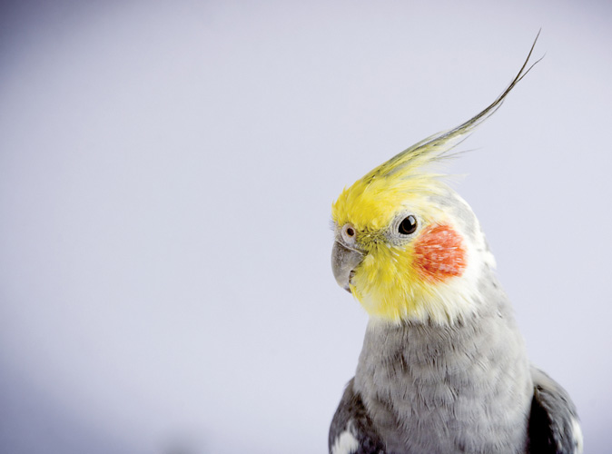 Παραβάν με ψηφιακή εκτύπωση σε βαμβακερό καμβά υψηλής ποιότητας, ειδικό για ψηφιακή εκτύπωση. Ιδανικό για διακόσμηση και σαν διαχωριστικό εσωτερικών χώρων.
