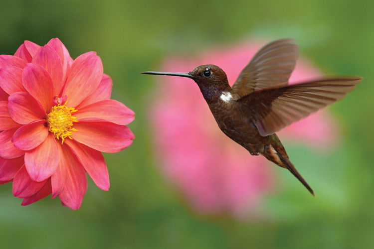 Παραβάν με ψηφιακή εκτύπωση σε βαμβακερό καμβά υψηλής ποιότητας, ειδικό για ψηφιακή εκτύπωση. Ιδανικό για διακόσμηση και σαν διαχωριστικό εσωτερικών χώρων.