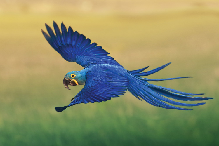 Παραβάν με ψηφιακή εκτύπωση σε βαμβακερό καμβά υψηλής ποιότητας, ειδικό για ψηφιακή εκτύπωση. Ιδανικό για διακόσμηση και σαν διαχωριστικό εσωτερικών χώρων.