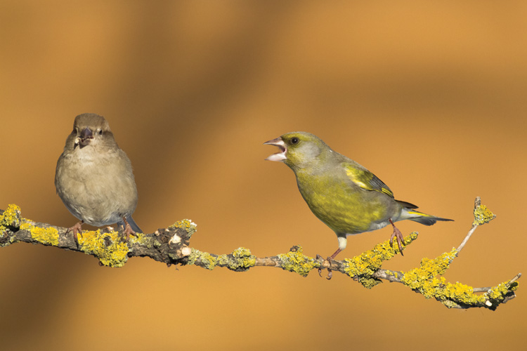 Παραβάν με ψηφιακή εκτύπωση σε βαμβακερό καμβά υψηλής ποιότητας, ειδικό για ψηφιακή εκτύπωση. Ιδανικό για διακόσμηση και σαν διαχωριστικό εσωτερικών χώρων.