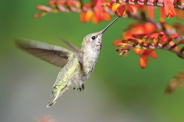 Παραβάν με ψηφιακή εκτύπωση σε βαμβακερό καμβά υψηλής ποιότητας, ειδικό για ψηφιακή εκτύπωση. Ιδανικό για διακόσμηση και σαν διαχωριστικό εσωτερικών χώρων.
