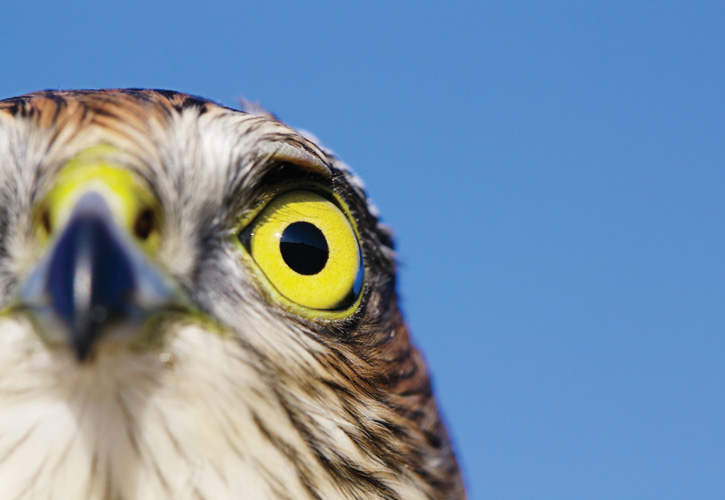 Παραβάν με ψηφιακή εκτύπωση σε βαμβακερό καμβά υψηλής ποιότητας, ειδικό για ψηφιακή εκτύπωση. Ιδανικό για διακόσμηση και σαν διαχωριστικό εσωτερικών χώρων.