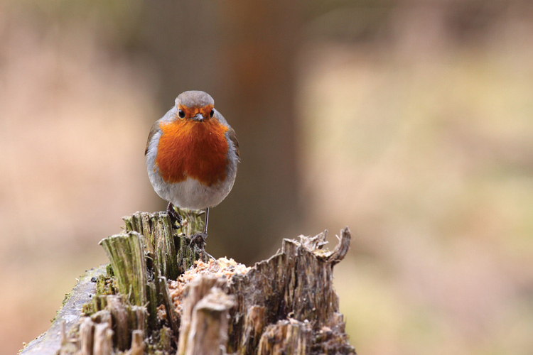 Παραβάν με ψηφιακή εκτύπωση σε βαμβακερό καμβά υψηλής ποιότητας, ειδικό για ψηφιακή εκτύπωση. Ιδανικό για διακόσμηση και σαν διαχωριστικό εσωτερικών χώρων.