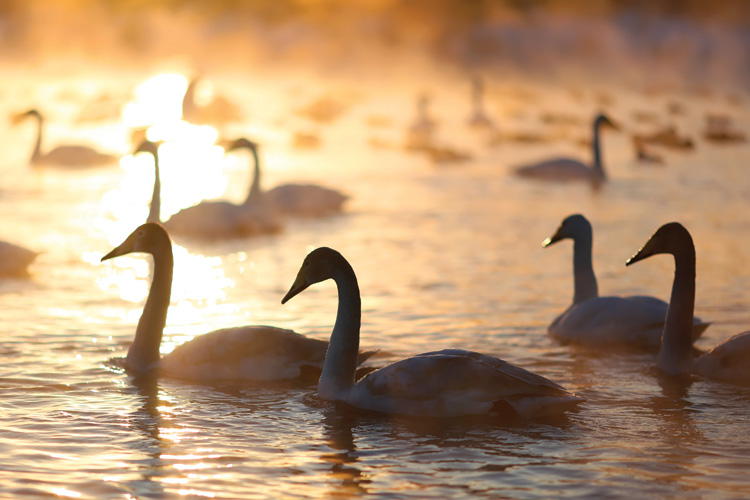 Παραβάν με ψηφιακή εκτύπωση σε βαμβακερό καμβά υψηλής ποιότητας, ειδικό για ψηφιακή εκτύπωση. Ιδανικό για διακόσμηση και σαν διαχωριστικό εσωτερικών χώρων.