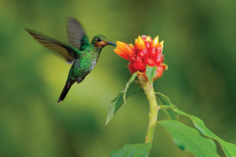 Παραβάν με ψηφιακή εκτύπωση σε βαμβακερό καμβά υψηλής ποιότητας, ειδικό για ψηφιακή εκτύπωση. Ιδανικό για διακόσμηση και σαν διαχωριστικό εσωτερικών χώρων.