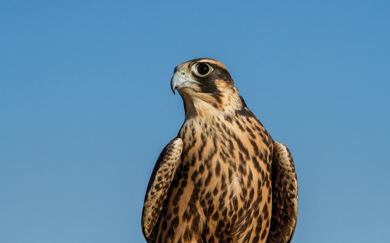 Παραβάν με ψηφιακή εκτύπωση σε βαμβακερό καμβά υψηλής ποιότητας, ειδικό για ψηφιακή εκτύπωση. Ιδανικό για διακόσμηση και σαν διαχωριστικό εσωτερικών χώρων.
