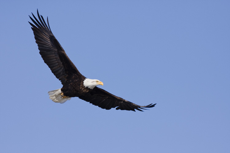 Παραβάν με ψηφιακή εκτύπωση σε βαμβακερό καμβά υψηλής ποιότητας, ειδικό για ψηφιακή εκτύπωση. Ιδανικό για διακόσμηση και σαν διαχωριστικό εσωτερικών χώρων.